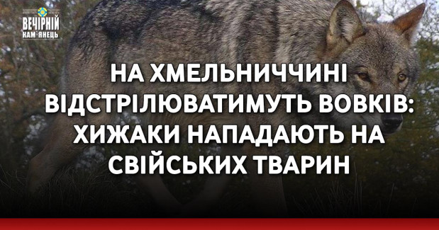На Хмельниччині відстрілюватимуть вовків: хижаки нападають на свійських тварин