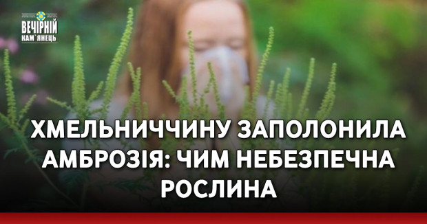 Хмельниччину заполонила амброзія: чим небезпечна рослина