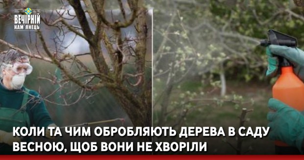 Коли та чим обробляють дерева в саду весною, щоб вони не хворіли