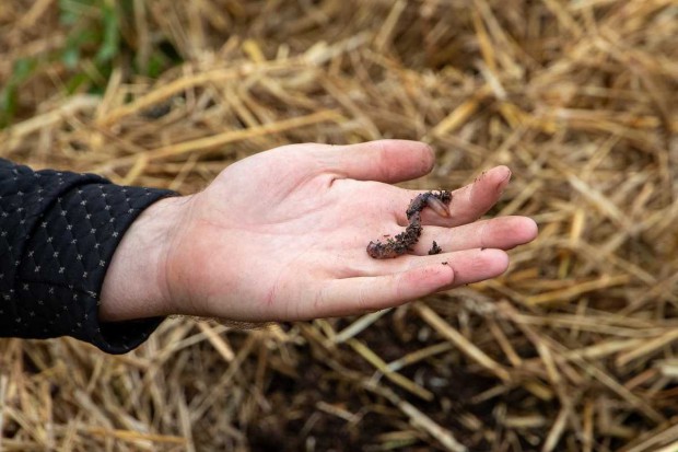 У Києві опале листя почали перетворювати на добриво за допомогою хробаків