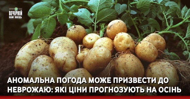 Аномальна погода може призвести до неврожаю: які ціни прогнозують на осінь