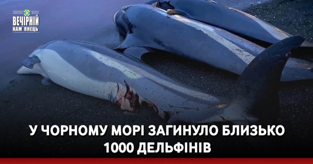 У Чорному морі загинуло близько 1000 дельфінів