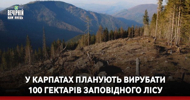У Карпатах планують вирубати 100 гектарів заповідного лісу