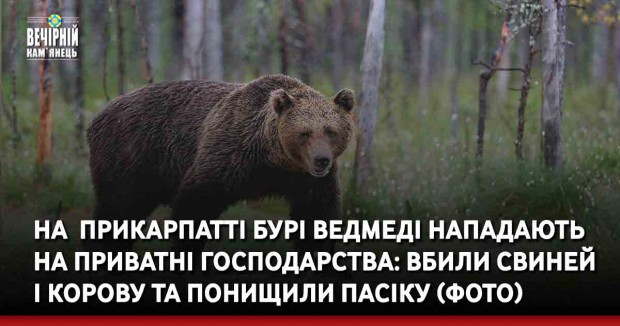 На  Прикарпатті бурі ведмеді нападають на приватні господарства: вбили свиней і корову та понищили пасіку (ФОТО)