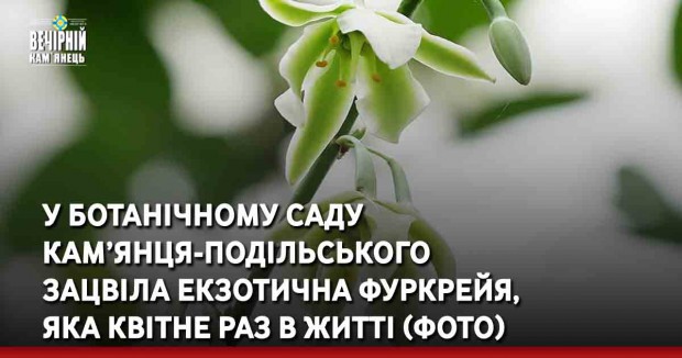 У Ботанічному саду Кам’янця-Подільського зацвіла екзотична фуркрейя, яка квітне раз в житті (ФОТО)
