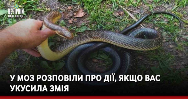 У МОЗ розповіли про дії, якщо вас укусила змія