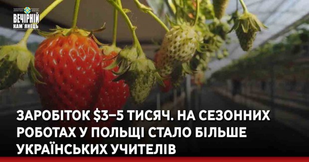 Заробіток $3−5 тисяч. На сезонних роботах у Польщі стало більше українських учителів