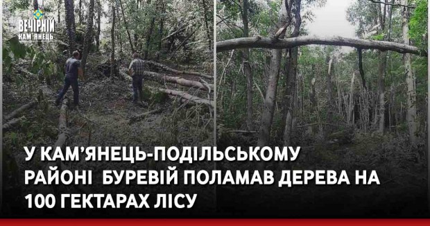 Наслідки негоди: у Кам’янець-Подільському  районі &nbsp;буревій поламав дерева на  100 гектарах лісу