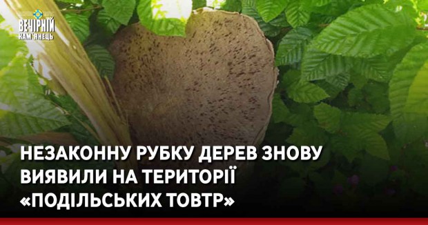 Незаконну рубку дерев знову виявили на території «Подільських товтр»