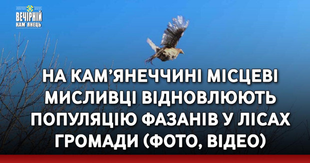 На Кам’янеччині місцеві мисливці відновлюють популяцію фазанів у лісах громади (ФОТО, ВІДЕО)