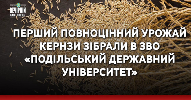 Перший повноцінний урожай Кернзи зібрали в ЗВО «Подільський державний університет»