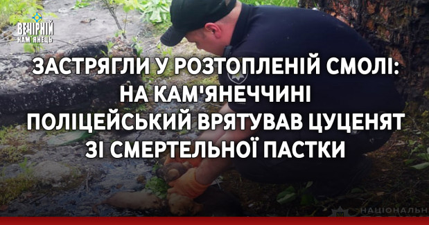 Застрягли у розтопленій смолі: на Кам'янеччині поліцейський врятував цуценят зі смертельної пастки
