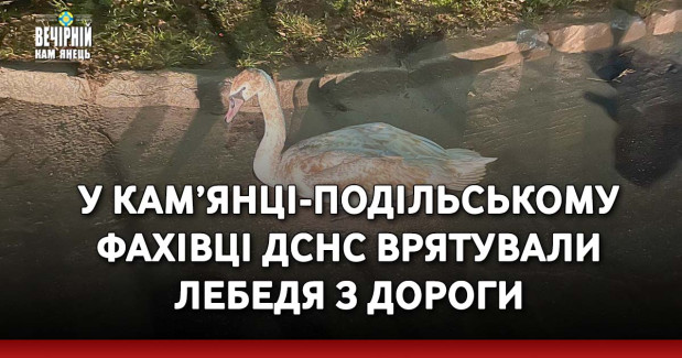 У Кам’янці-Подільському фахівці ДСНС врятували лебедя з дороги
