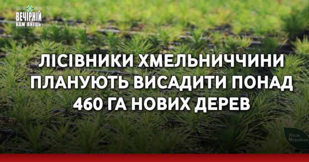 Лісівники Хмельниччини планують висадити понад 460 га нових дерев