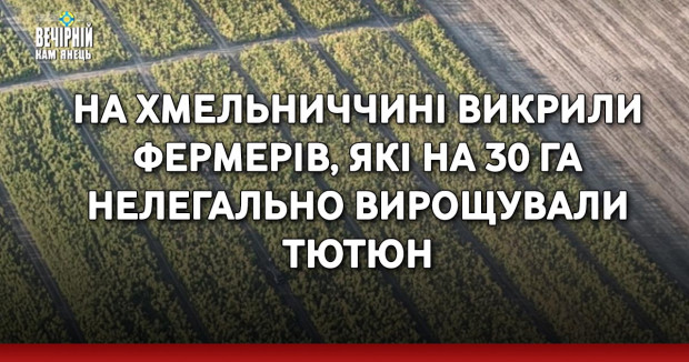 На Хмельниччині викрили фермерів, які на 30 га нелегально вирощували тютюн