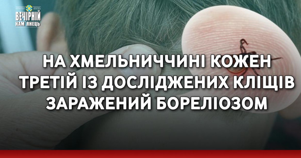 На Хмельниччині кожен третій із досліджених кліщів заражений бореліозом 