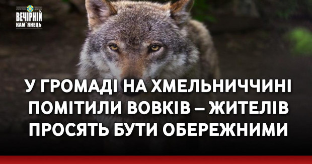 У громаді на Хмельниччині помітили вовків – жителів просять бути обережними