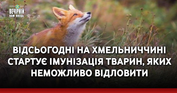 Відсьогодні на Хмельниччині стартує імунізація тварин, яких неможливо відловити