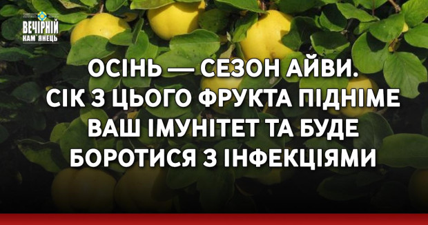 Осінь — сезон айви. Сік з цього фрукта підніме ваш імунітет та буде боротися з інфекціями