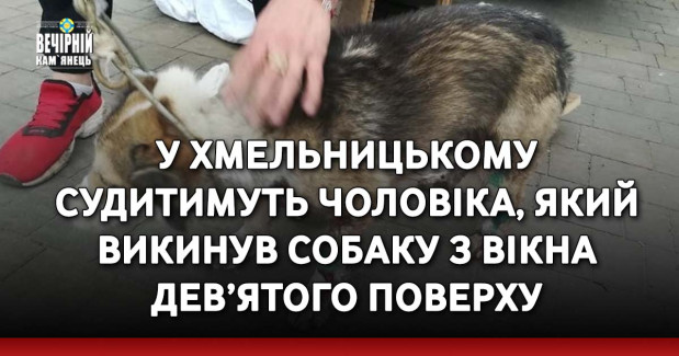 У Хмельницькому судитимуть чоловіка, який викинув собаку з вікна дев’ятого поверху