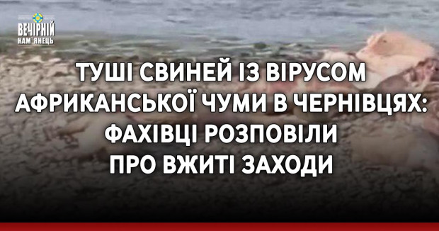Туші свиней із вірусом африканської чуми в Чернівцях: фахівці розповіли про вжиті заходи