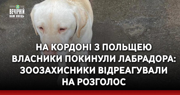На кордоні з Польщею власники покинули лабрадора: зоозахисники відреагували на розголос