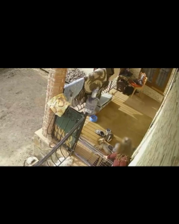 вбила ссобаку