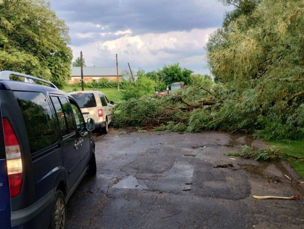 дерево на орозі