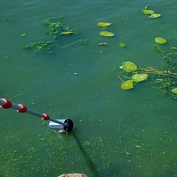зелена вода цвітіння дністра