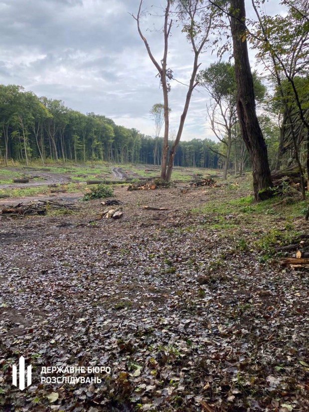 зрубані дерева могилів подільський