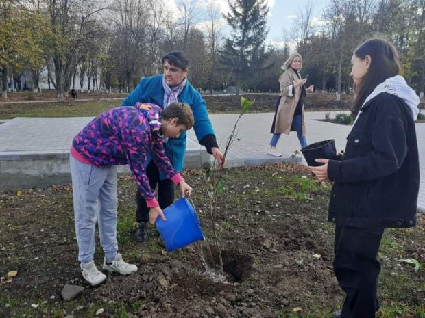 крачан дерева