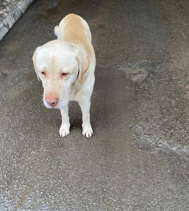 покинутий лабрадор