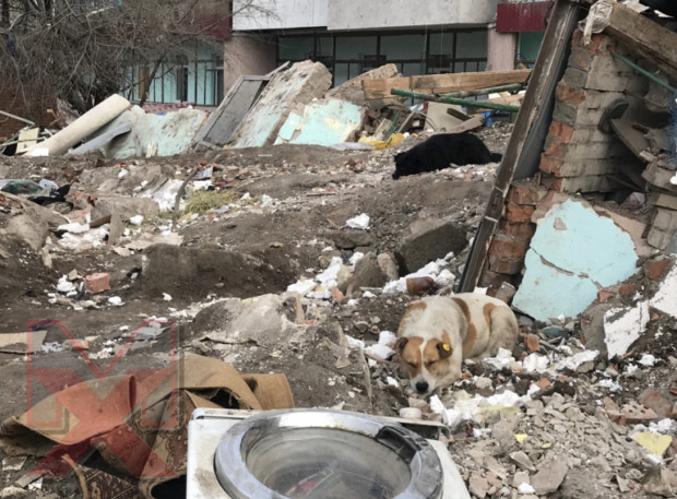 собака на завалах