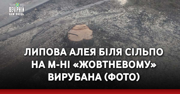 Липова алея біля Сільпо на м-ні «Жовтневому» вирубана (ФОТО)
