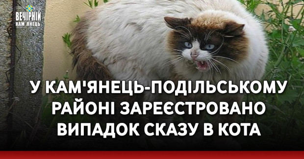 У Кам'янець-Подільському районі зареєстровано випадок сказу в кота