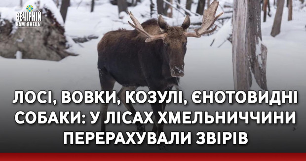 Лосі, вовки, козулі, єнотовидні собаки: у лісах Хмельниччини перерахували звірів