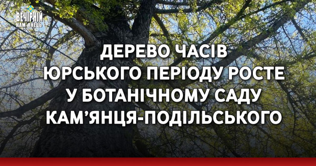 Дерево часів Юрського періоду росте у Ботанічному саду Кам’янця-Подільського